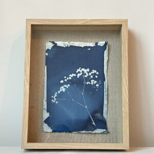 Cyanotype 7 - Gypsophila