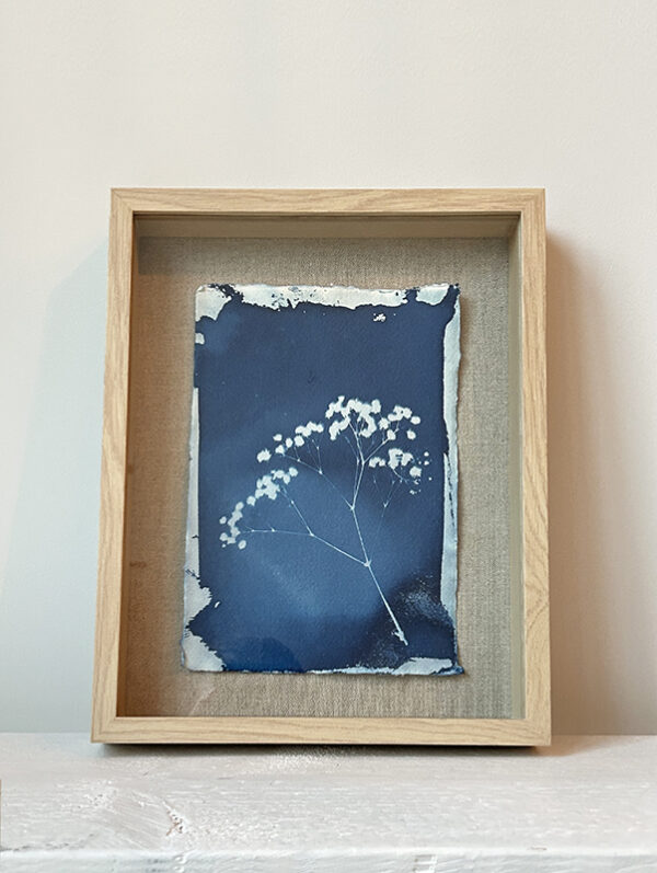 Cyanotype 7 - Gypsophila