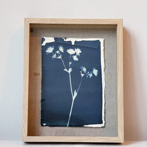 Cyanotype 8 - Flower